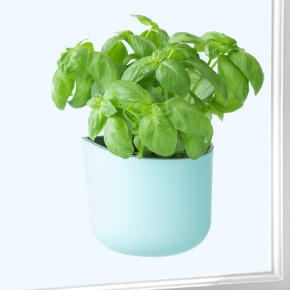 EDEN SUCTION PLANTER BLUE: click to enlarge