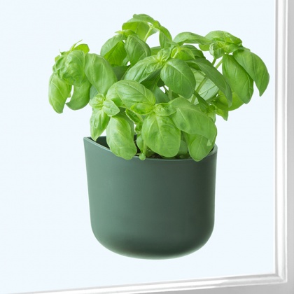 EDEN SUCTION PLANTER BLACK: click to enlarge